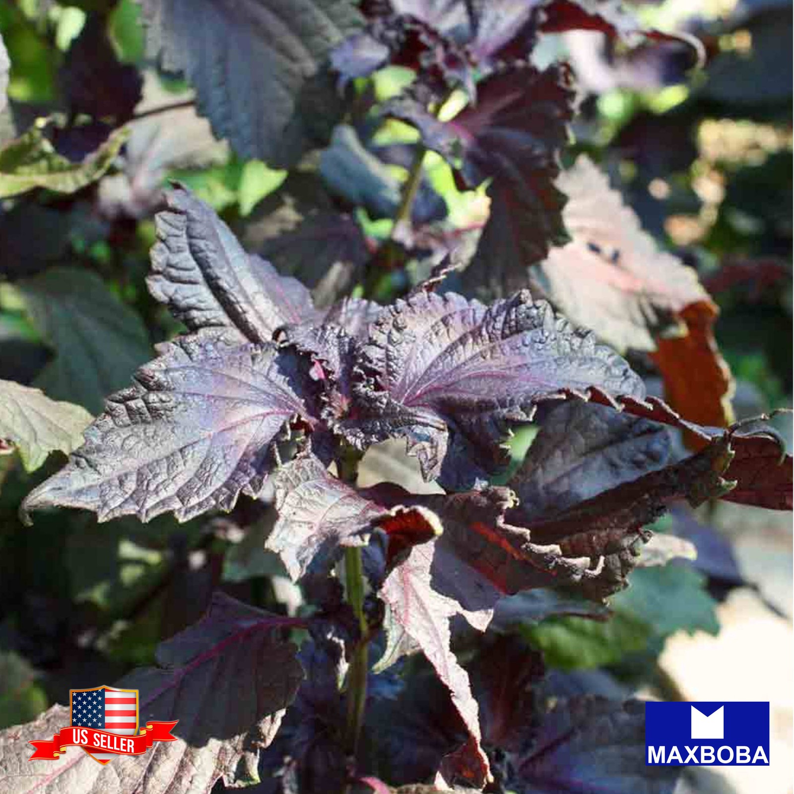 650+ Shiso Herb Seeds (Perilla) Purple (Red) – Non-GMO Heirloom BOGO 50% OFF