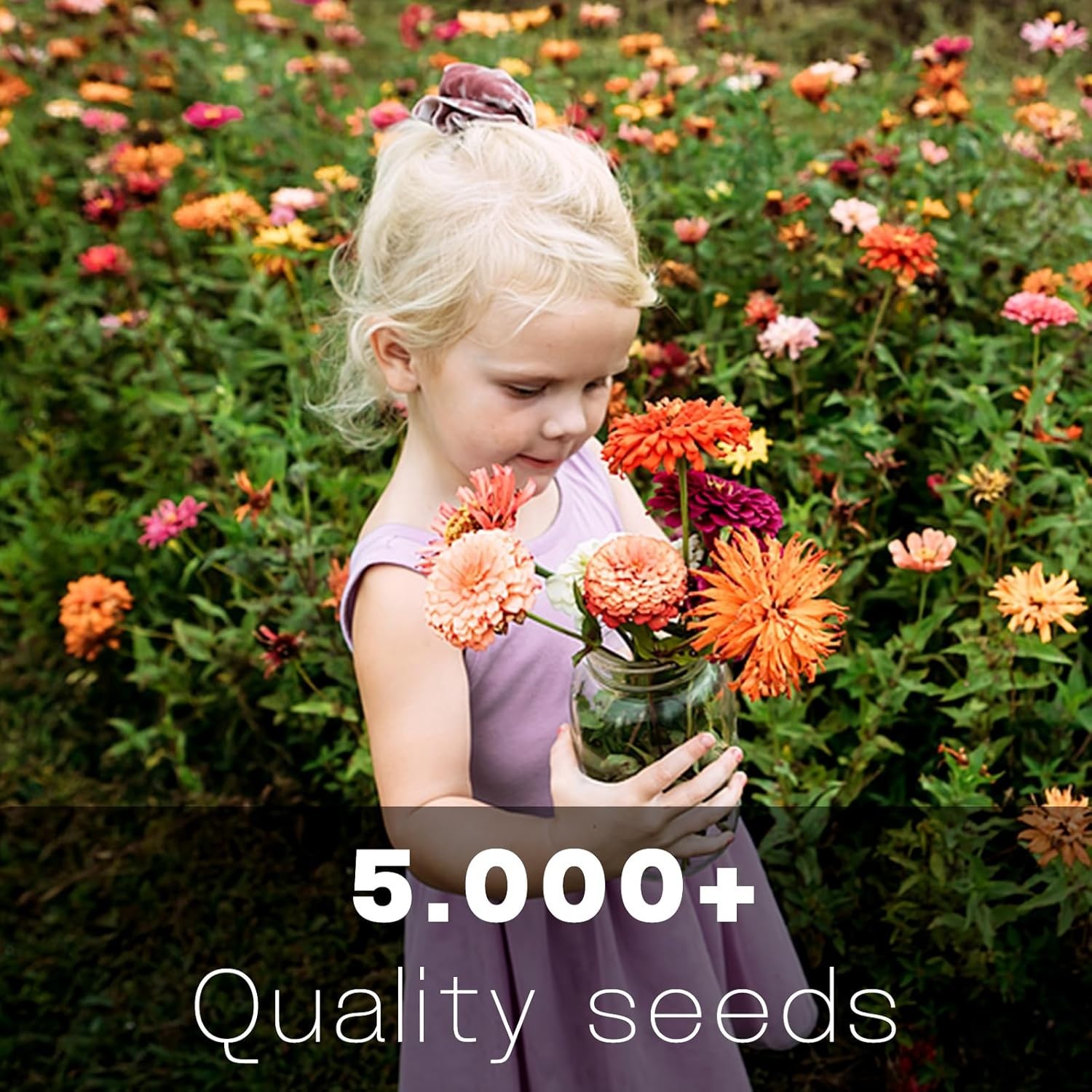 Zinnia Seeds Bulk 5,000 plus Outdoor Flower for Planting Giant Zinnia Seeds for