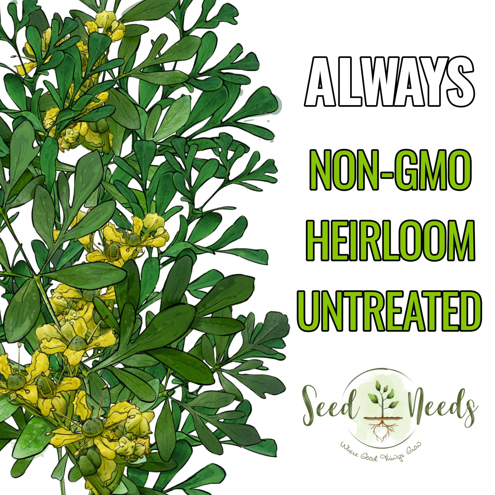 Rue Seeds NonGMO Heirloom Perennial Herb for Medicinal Garden 2 Packs