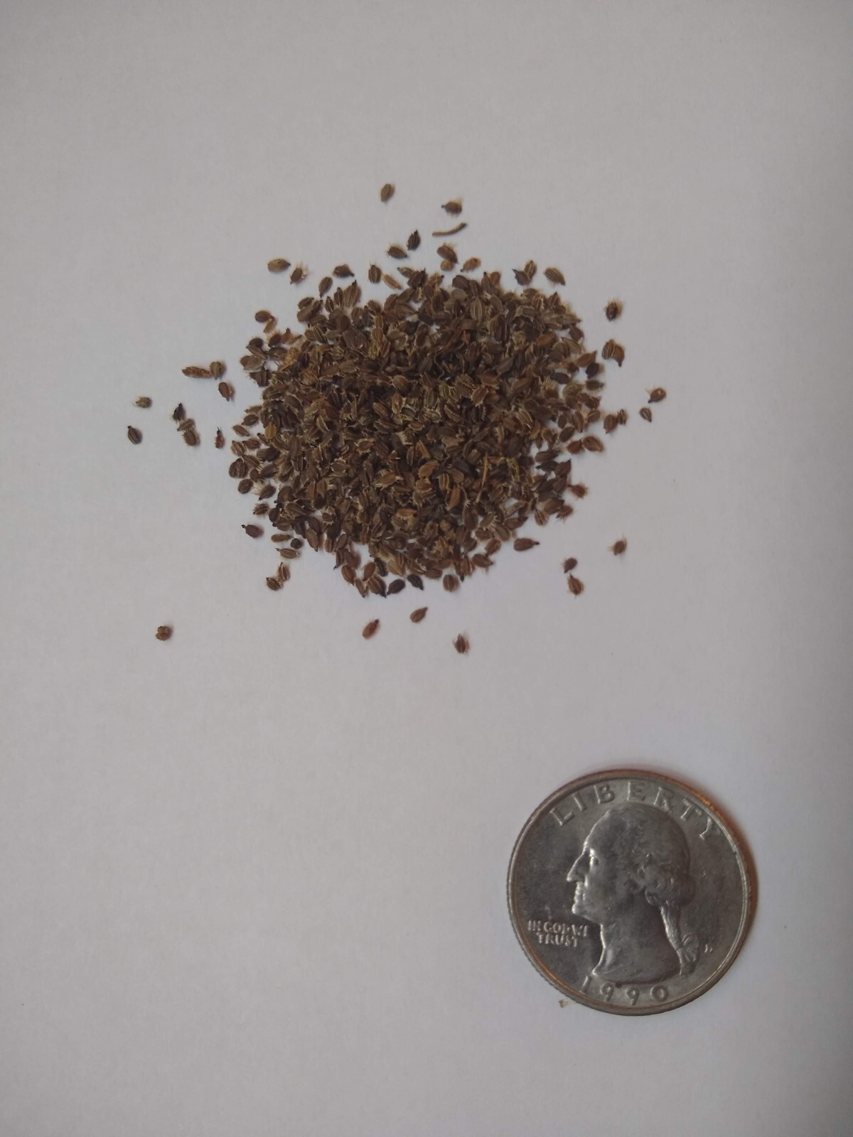 Queen Anne’s Lace Seed (Daucus carota) ~ Wild Carrot ~ 500 seeds to 1 lb bulk