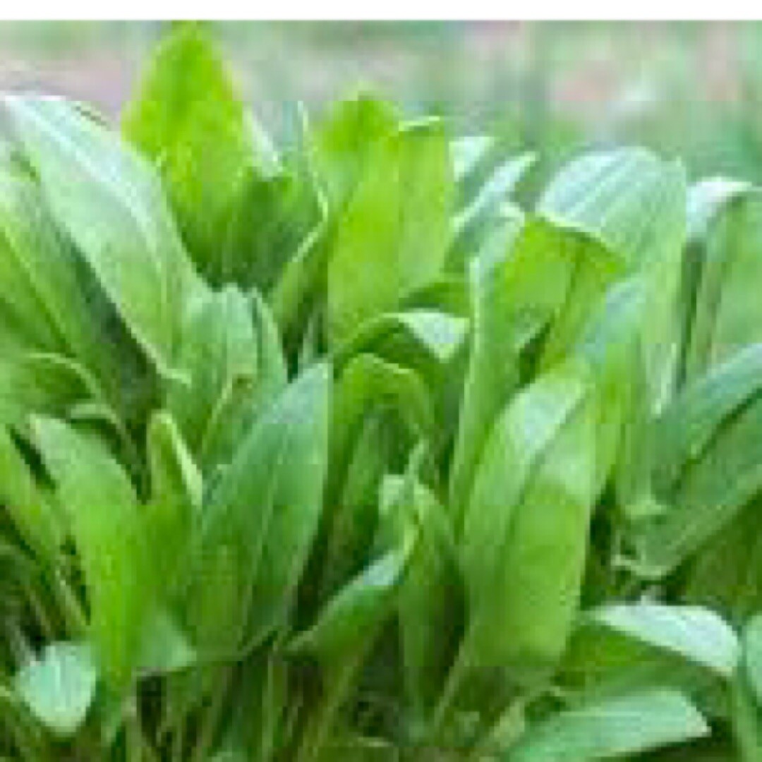 600+ LARGE LEAF SORREL SEEDS (Rumex acetosa) hardy perennial Herb USA