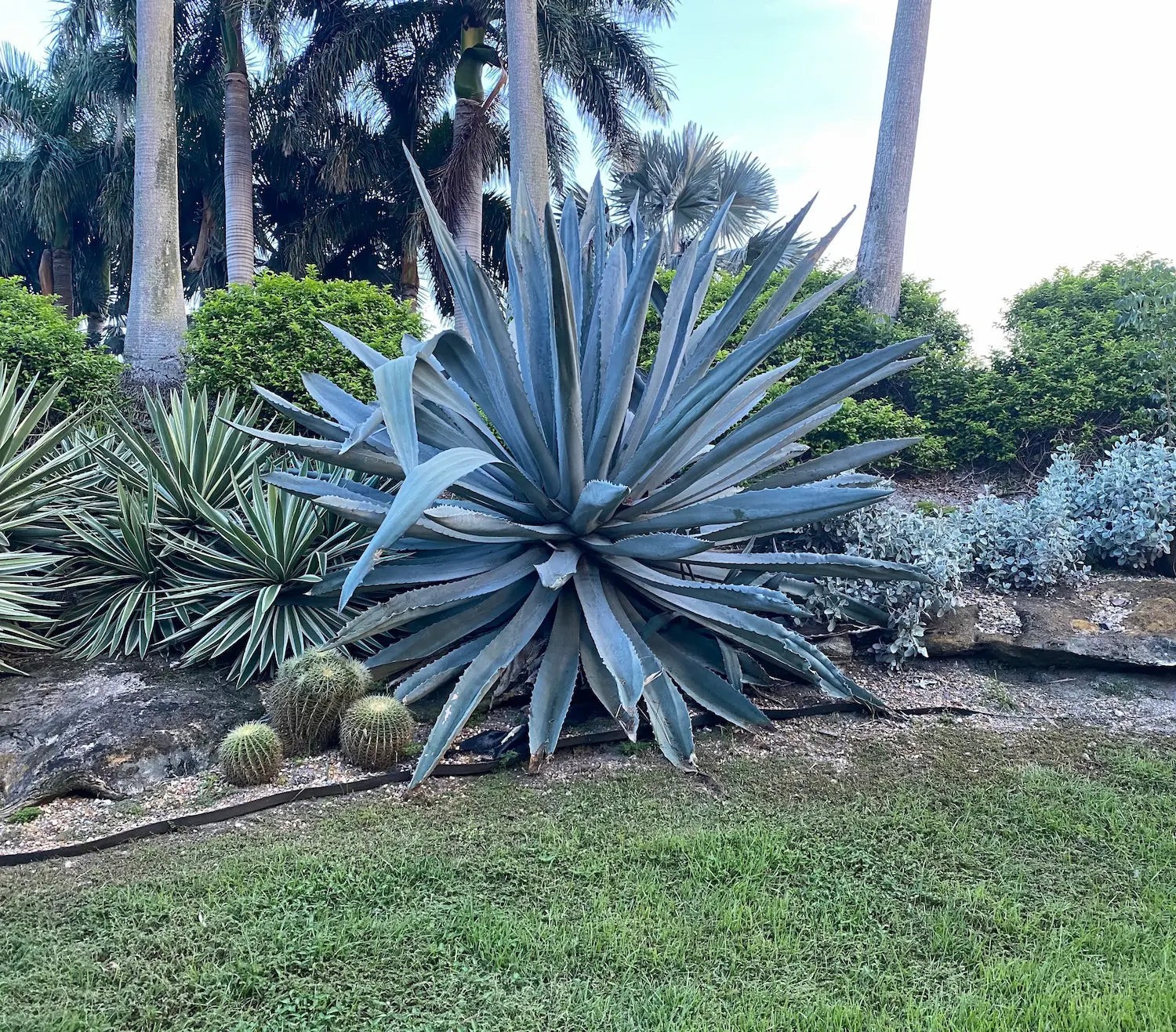 American Aloe, Century Plant Agave Americana Seeds Free Shipping!