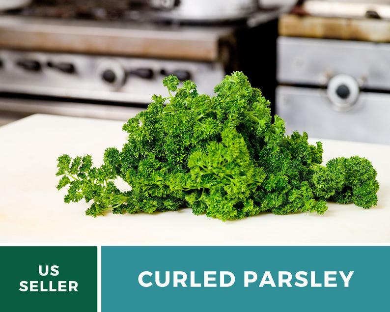 Parsley, Triple Curled- 200 Seeds – GMO Free (Petroselinum crispum)