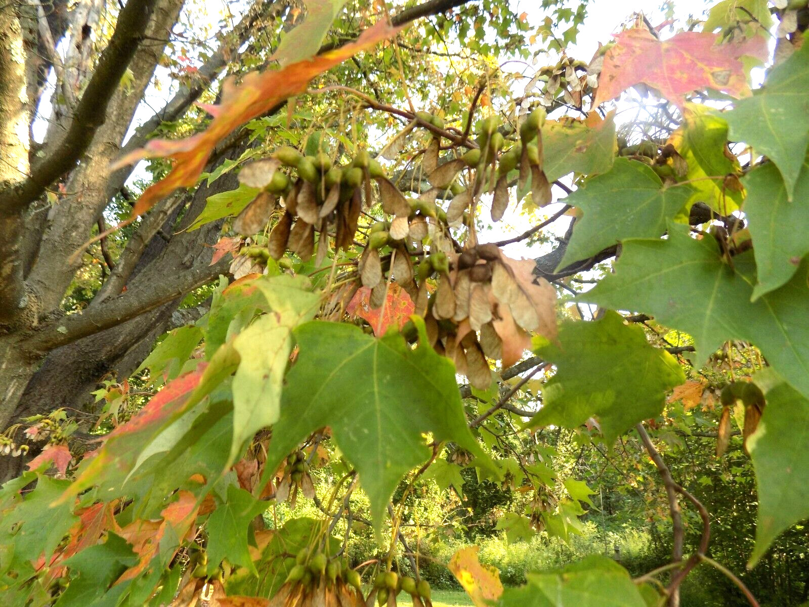 20 COLUMNAR SUGAR MAPLE SEEDS – Acer saccharum ‘Columnare’