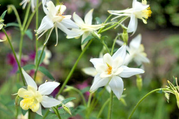 200 MCKANA GIANTS COLUMBINE SEED MIX | 2026 SALES FREE SHIPPING NON GMO