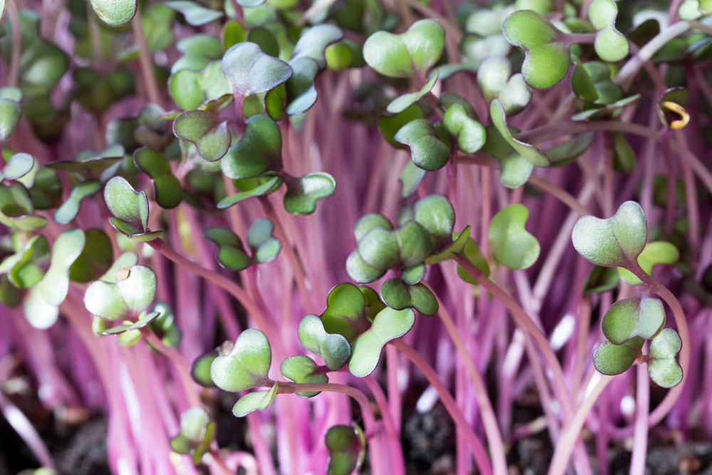 Rambo Radish 2 Ounce Microgreen Sprouting Seeds