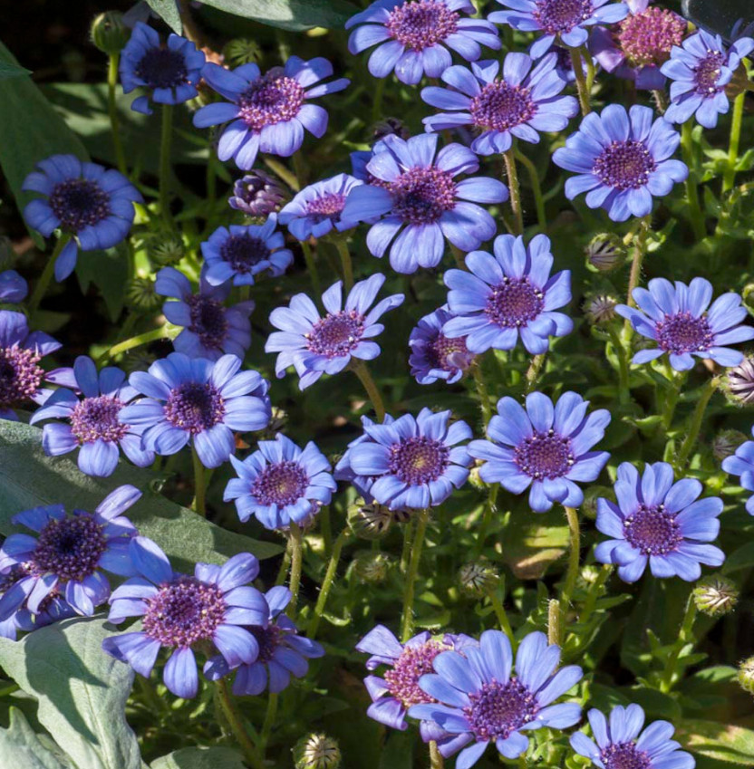 Daisy THE BLUES Felicia Heterophylla Blue Heirloom Pollinators Non-GMO 50 Seeds