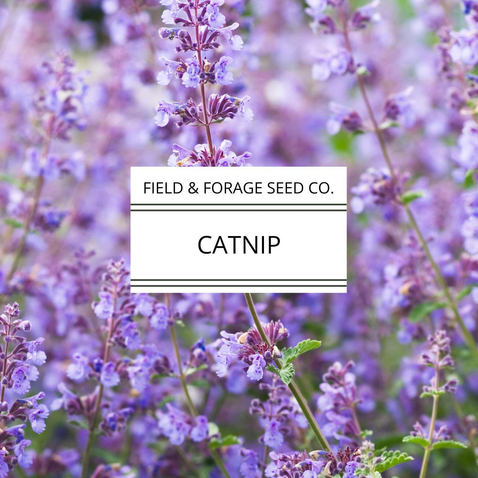 Catnip | Nepeta cataria | Heirloom Herb for Pets & Pollinators | Non-GMO | 100 S