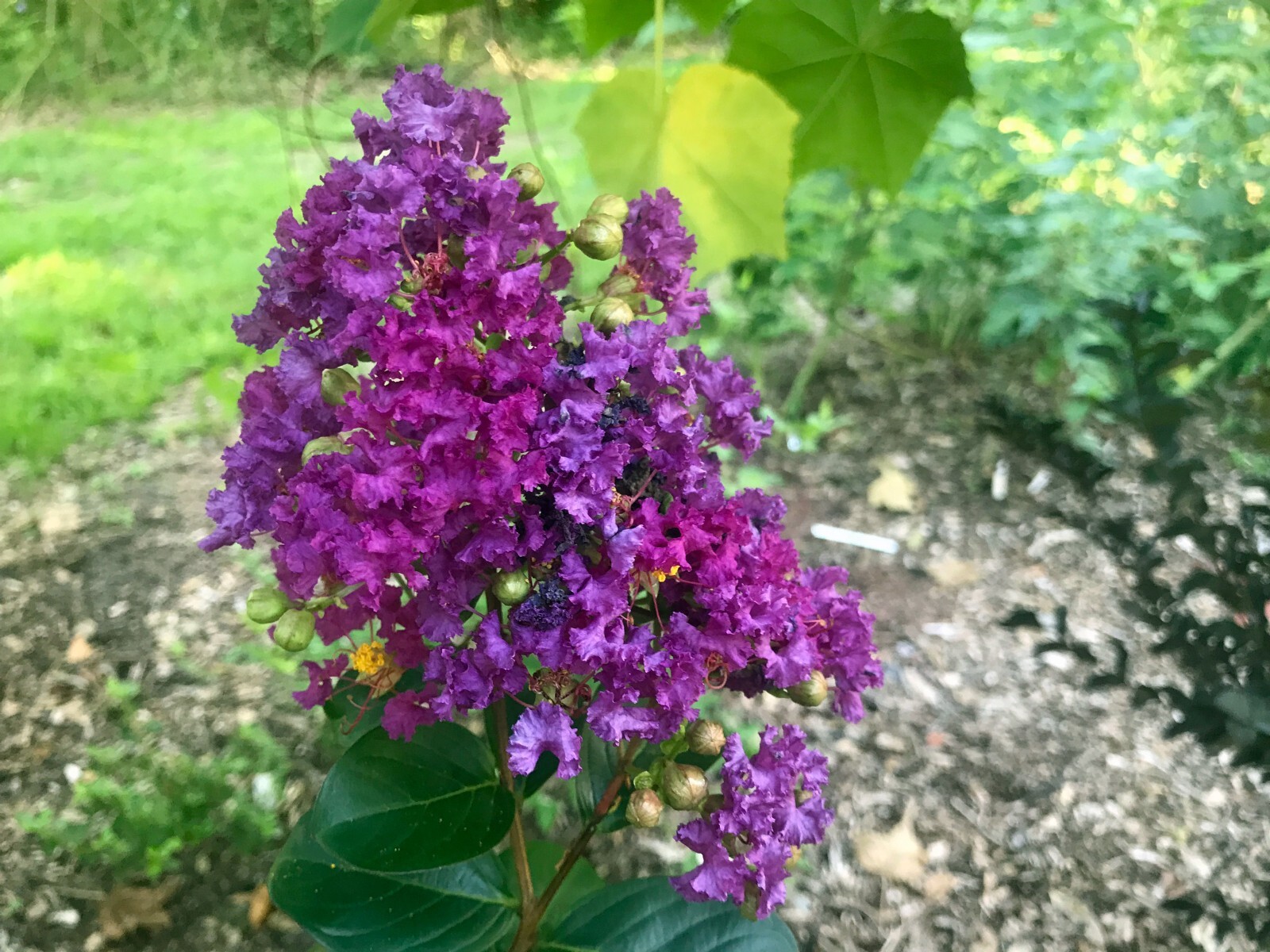 Lagerstroemia indica ‘Purpurea’ | Dwarf Purple Velvet Crape Myrtle | 20 Seeds