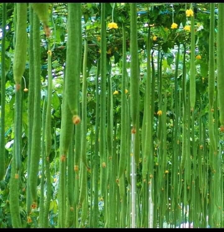 Extra Long Luffa And Bitter Melon And Long Yard Bean 100 Seeds