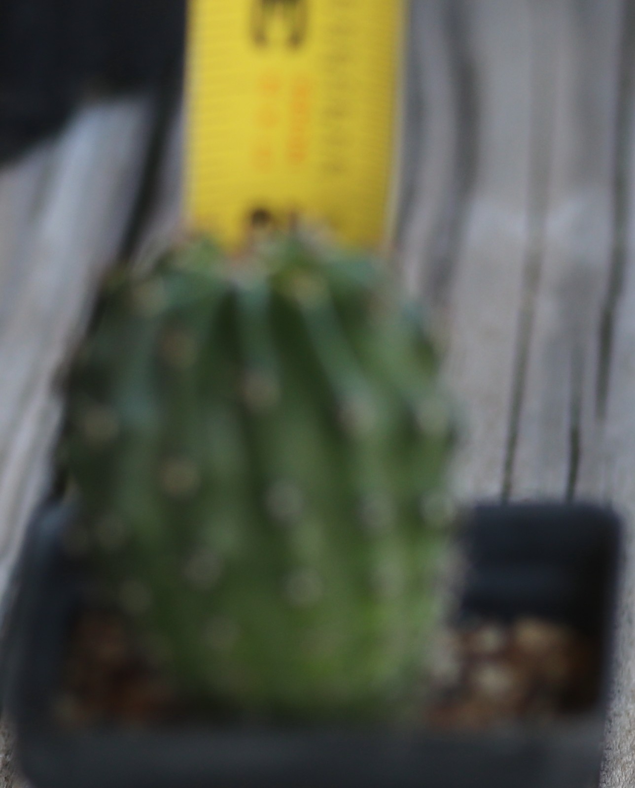 Echinopsis hybrid ‘Champagne’