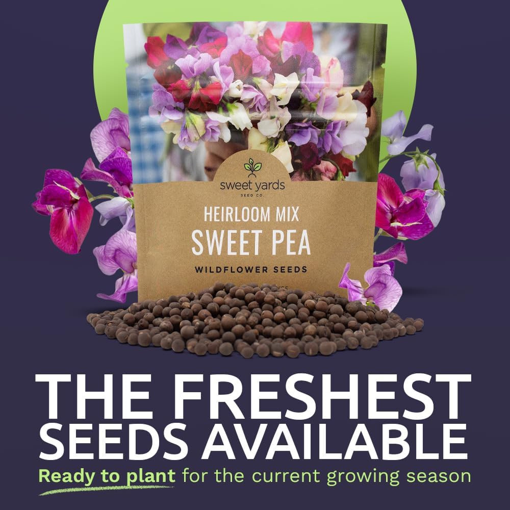 Sweet Pea Seeds Heirloom Mix – Bulk 1 Ounce Packet – over 350 Seeds – Large Frag
