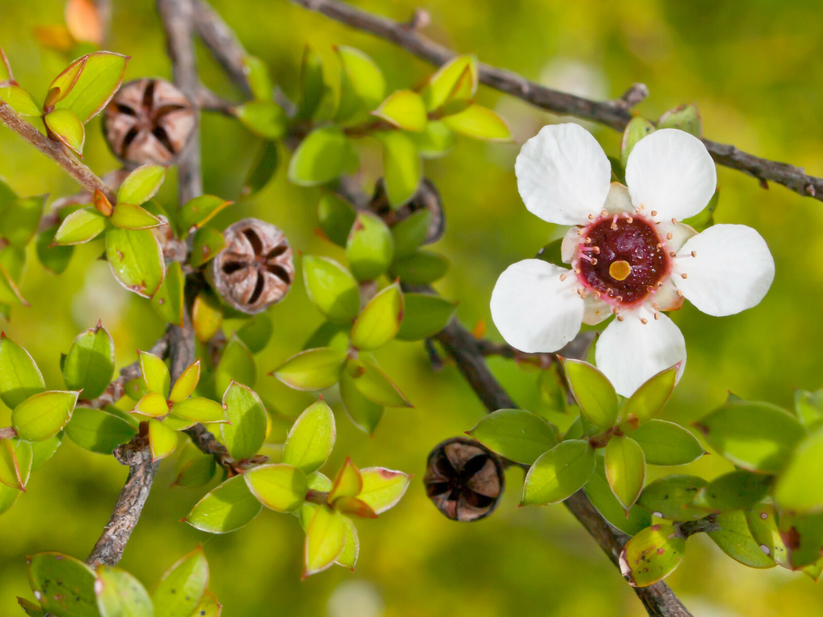 100+ Manuka Tea Tree Seeds – Medicinal Tea Bush, Honey, New Zealand, USA SELLER