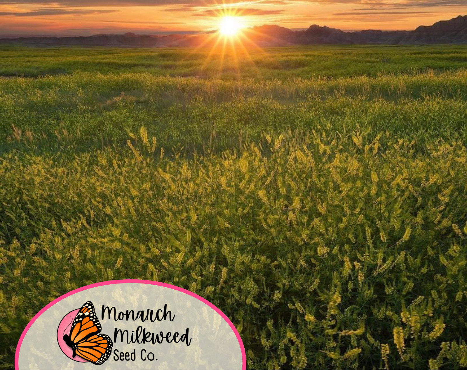 5100+ Yellow Sweet Blossom Clover Seeds | Flower Garden Seed for Pollinator Bees