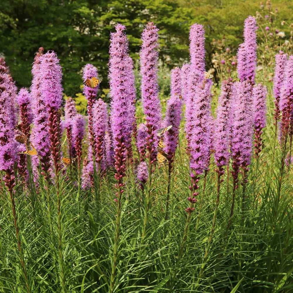 1 LB Drought Resistant Gayfeather Liatris Spicata Wildflower Plant Seed
