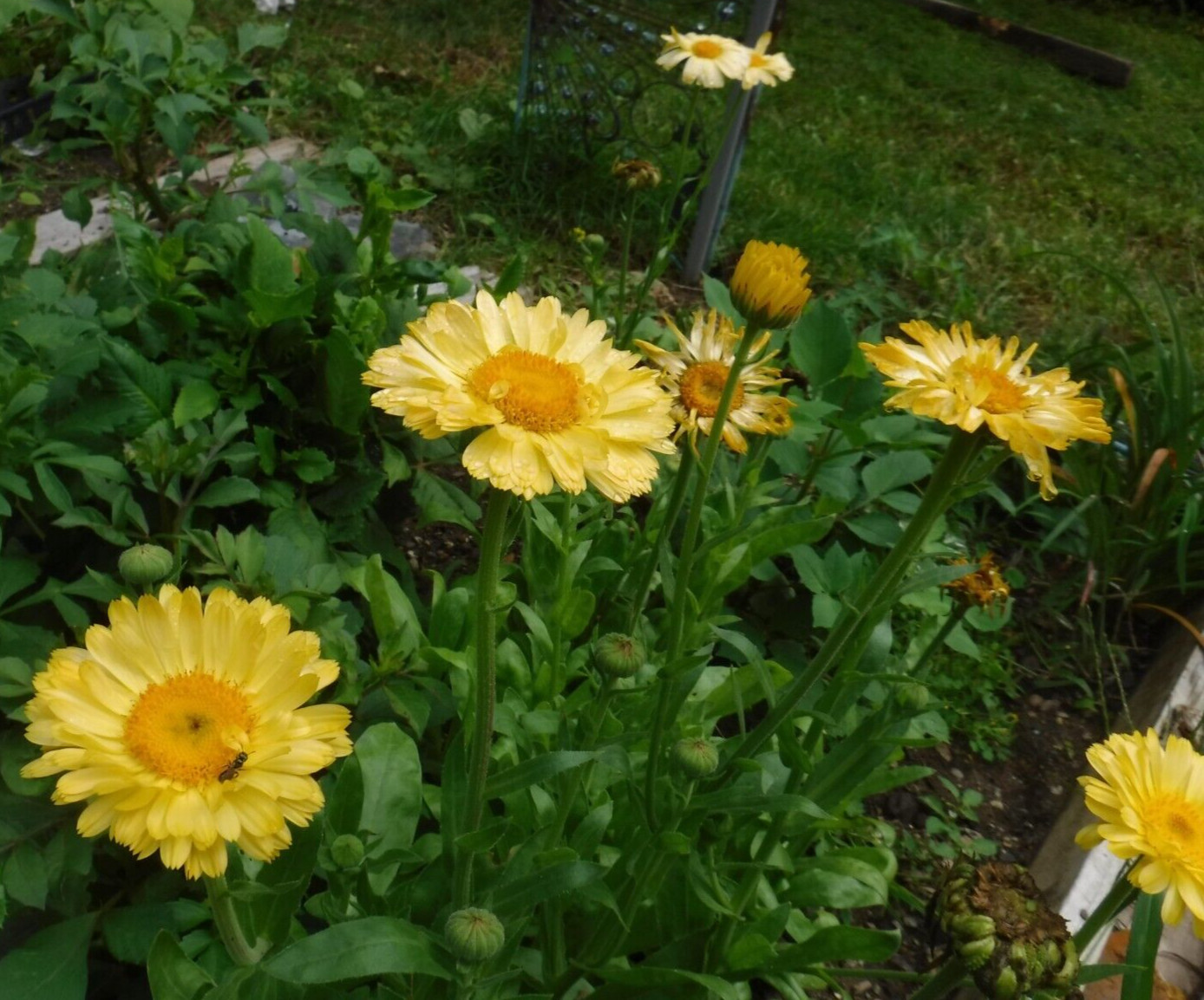 calendula mix 35+ Seeds