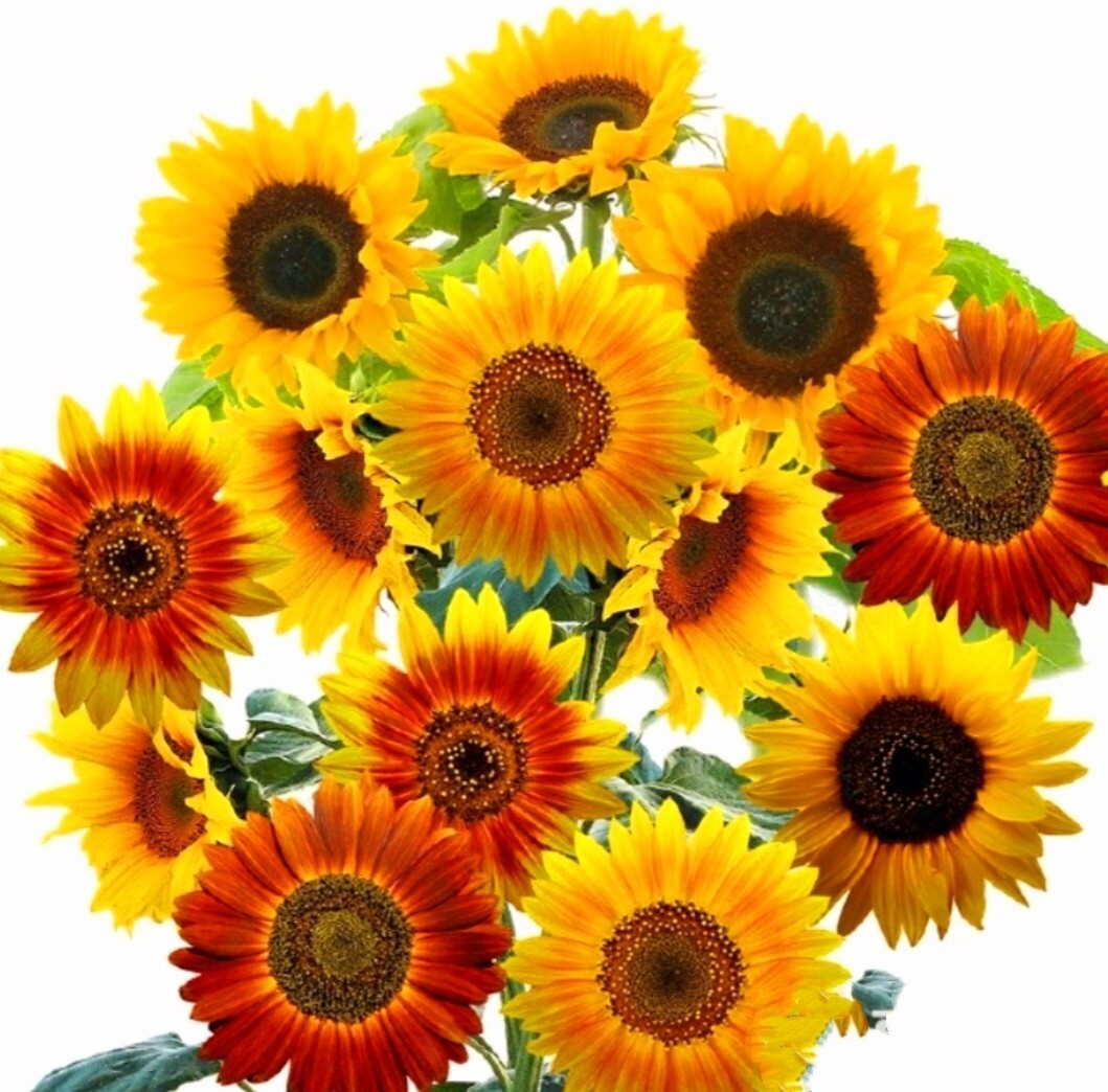 40 Seeds Colorful Sunflower Multi-head dense Sunflower seeds Non-GMO Individual