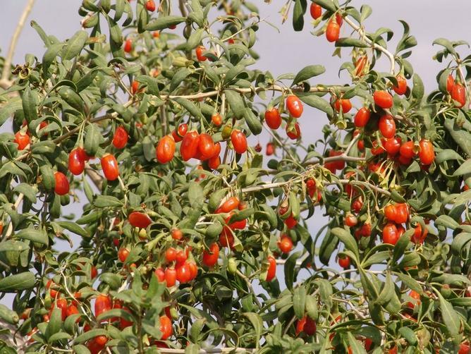 Goji Berry, Lycium chinense, Shrub Seeds