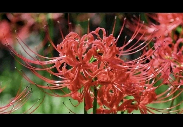 Red Radiant Spider Lily 10-Pack Live Bulbs