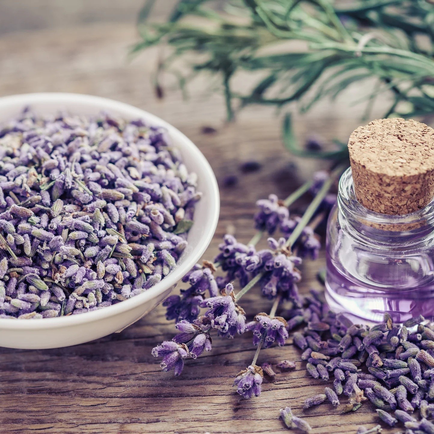 Common English Vera Lavender Herb Flower 200 – 1 Oz Seeds Fragrant Pollinator