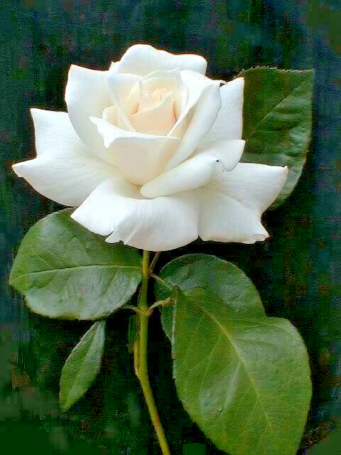 5 WHITE ROSE Rosa Bush Shrub Perennial Flower Seeds *Flat S/H