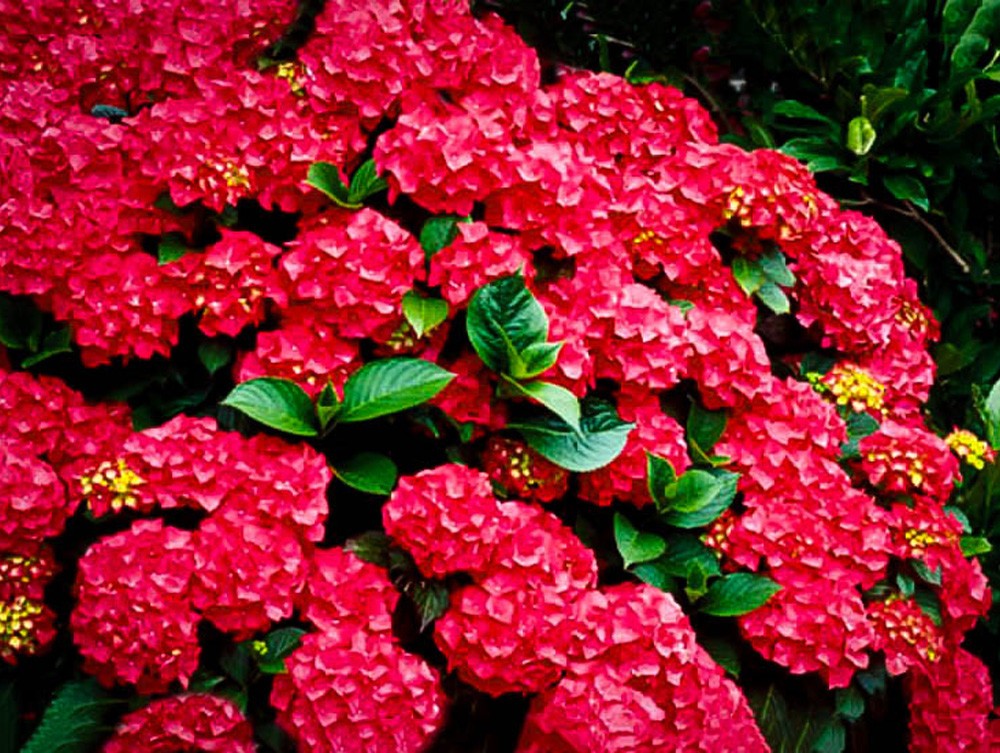 Hydrangea Seeds Mixed 15 Seeds Free Shipping!