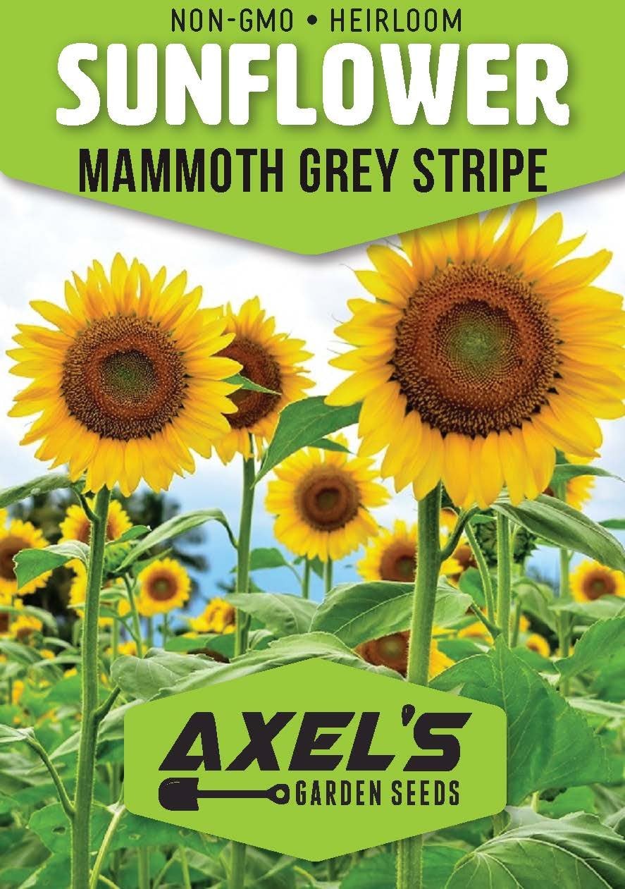 Grow Giant Sunflowers 50 NonGMO Heirloom Seeds with Planting Instructions