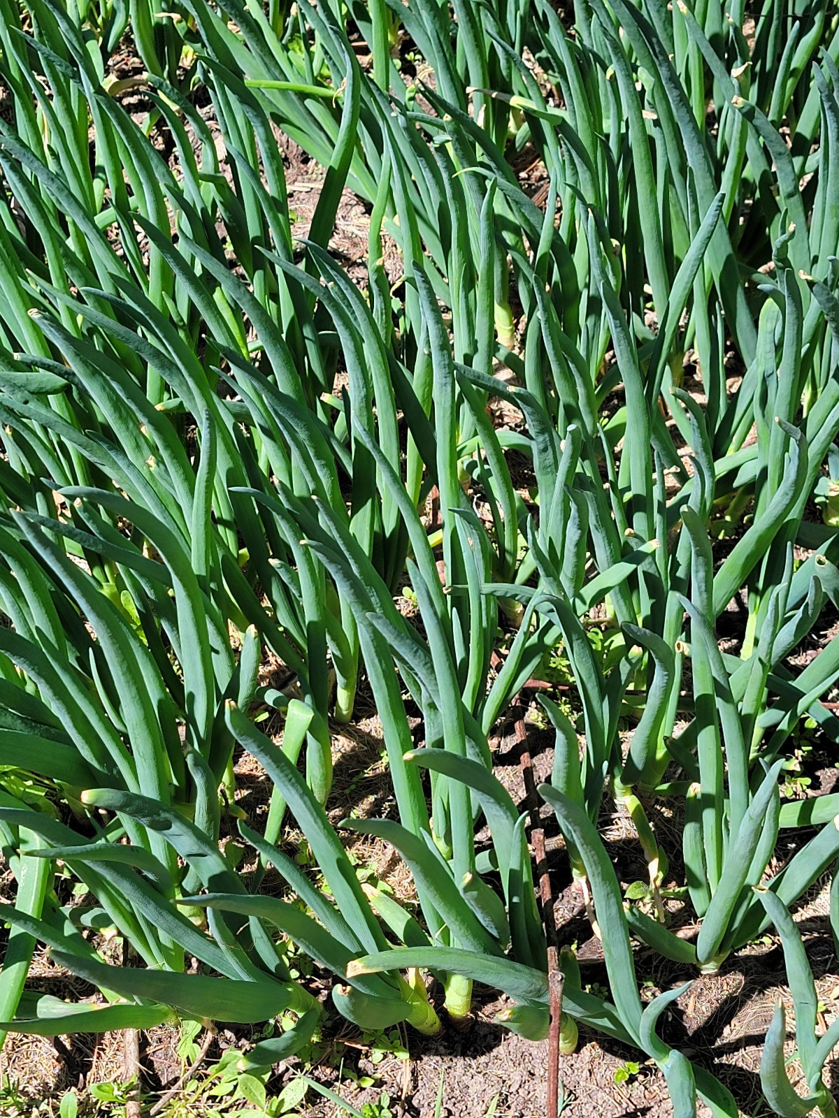 Egyptian Walking Onion PLANTS Grown in chemical free soil; FREE SHIPPING