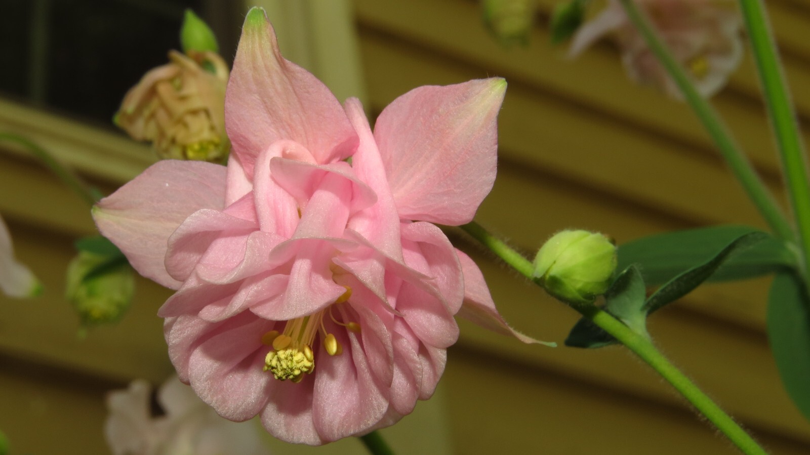 100+ Rare Light Pink Multi Layer Columbine Perennial Flower Seeds.