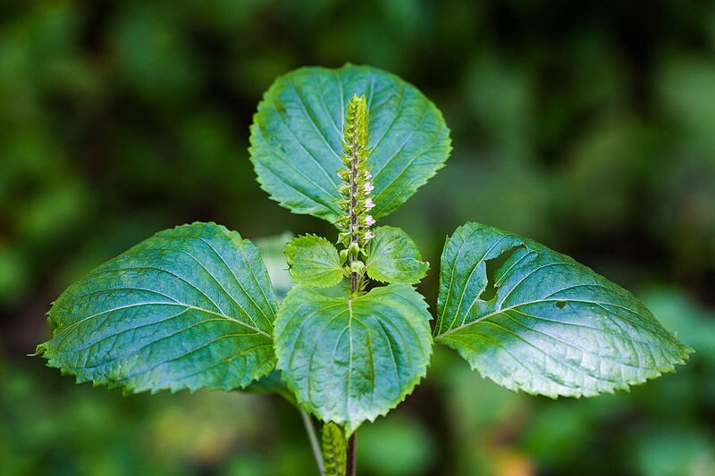 Shiso Green or Red (Perilla frutescens) – organically grown seeds/ non GMO