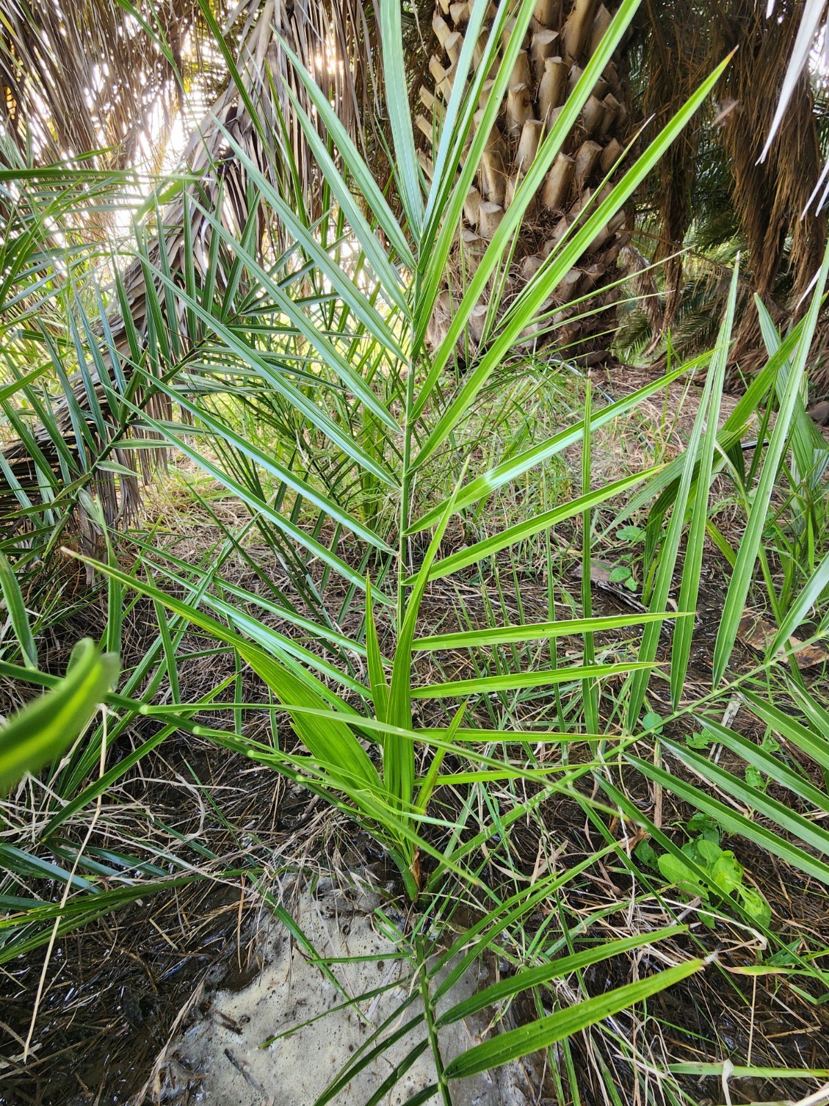 Canary Island Date Palm, Multi-Frond Saplings X 5