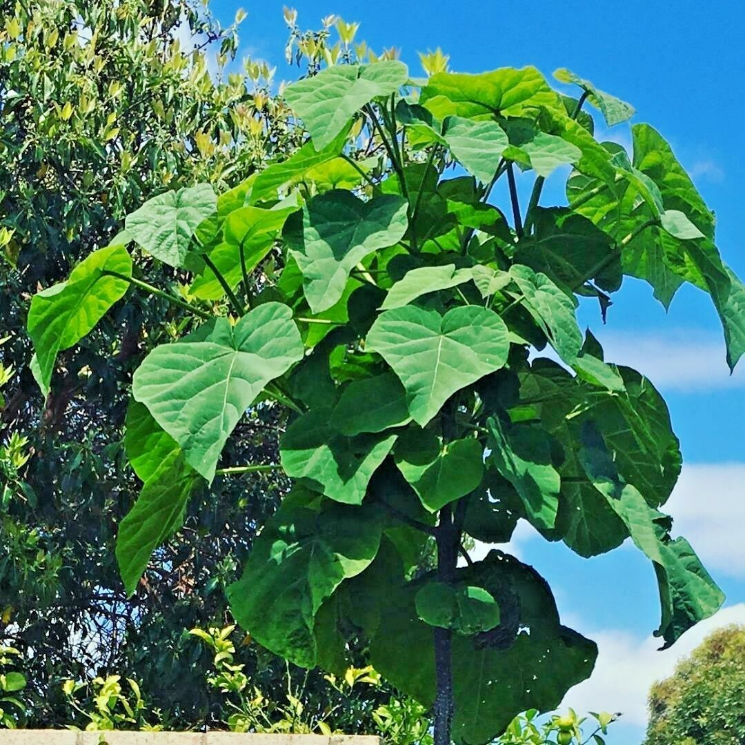 20 FORTUNE’S EMPRESS TREE SEEDS – Paulownia fortunei