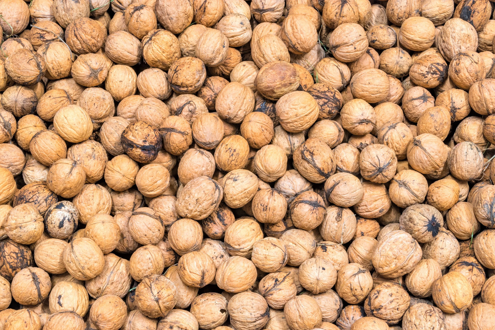 5 ENGLISH WALNUT Common Hardy Carpathian Nut Fruit Tree Juglans Regia Seeds
