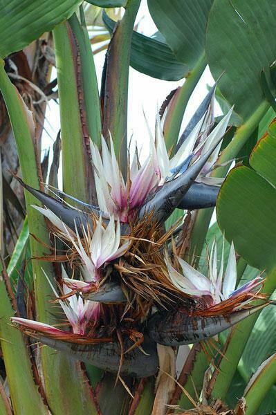 Strelitzia nicolai | Giant Bird of Paradise | 20 Seeds