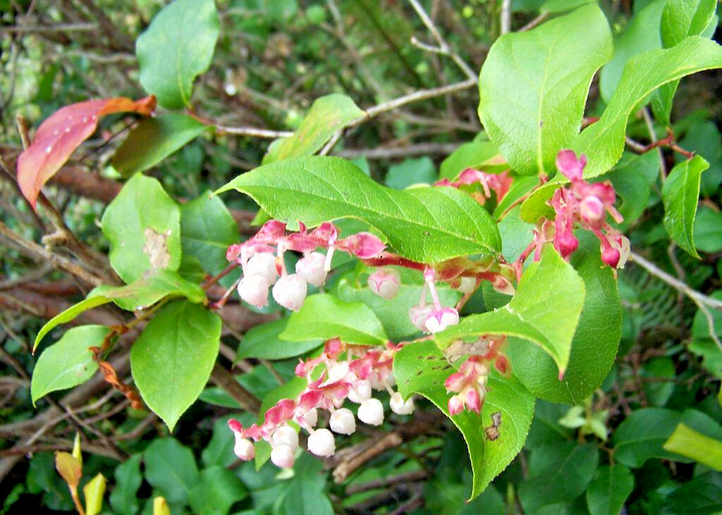 SALAL 1001 SEEDS SHALON, GAULTHERIA, HARDY EVERGREEN SHRUB, EDIBLE BERRIES, BULK