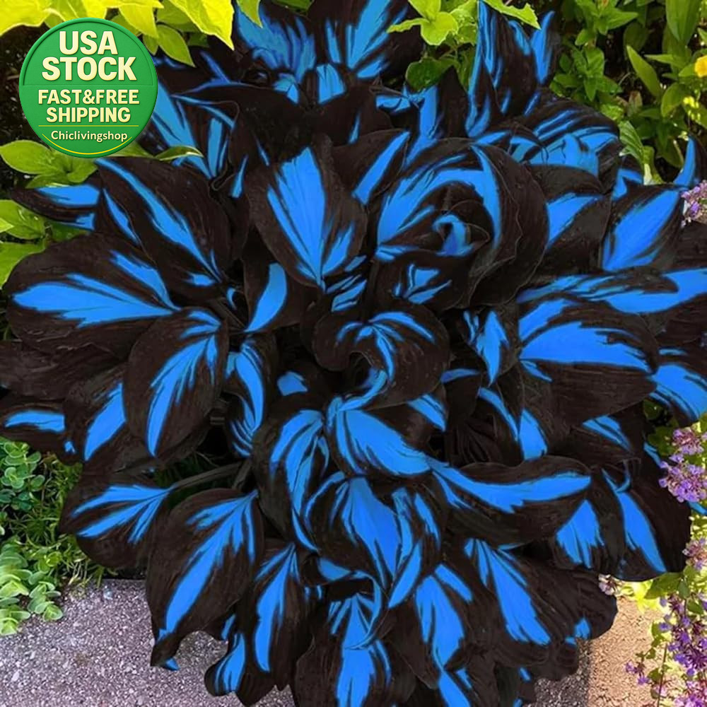 207 Hosta Seeds Variegated Perennial Giant Low Maintenance Shade Plants