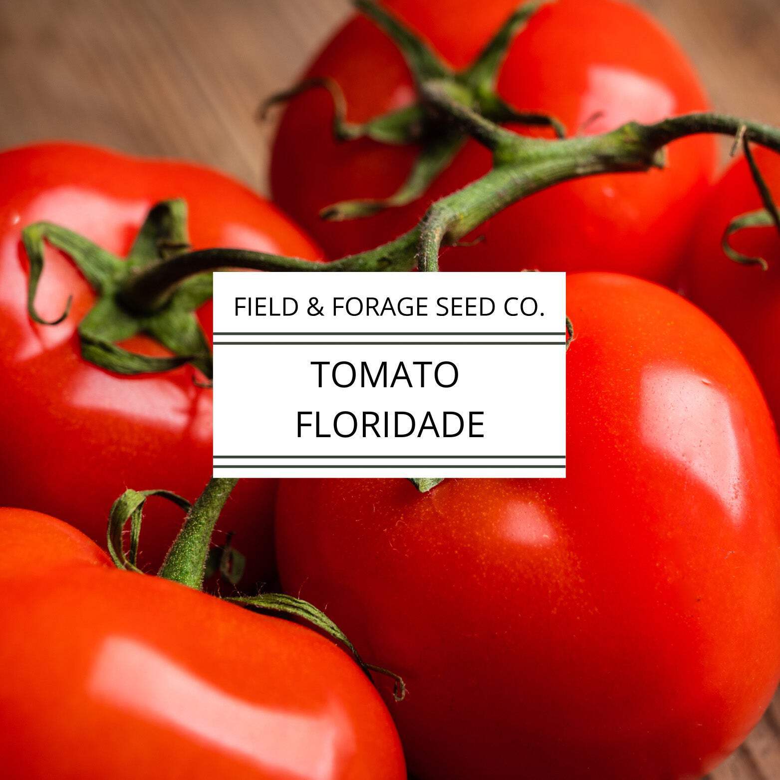 Tomato Floridade | Heat-Tolerant Heirloom | Non-GMO | 300 Seeds
