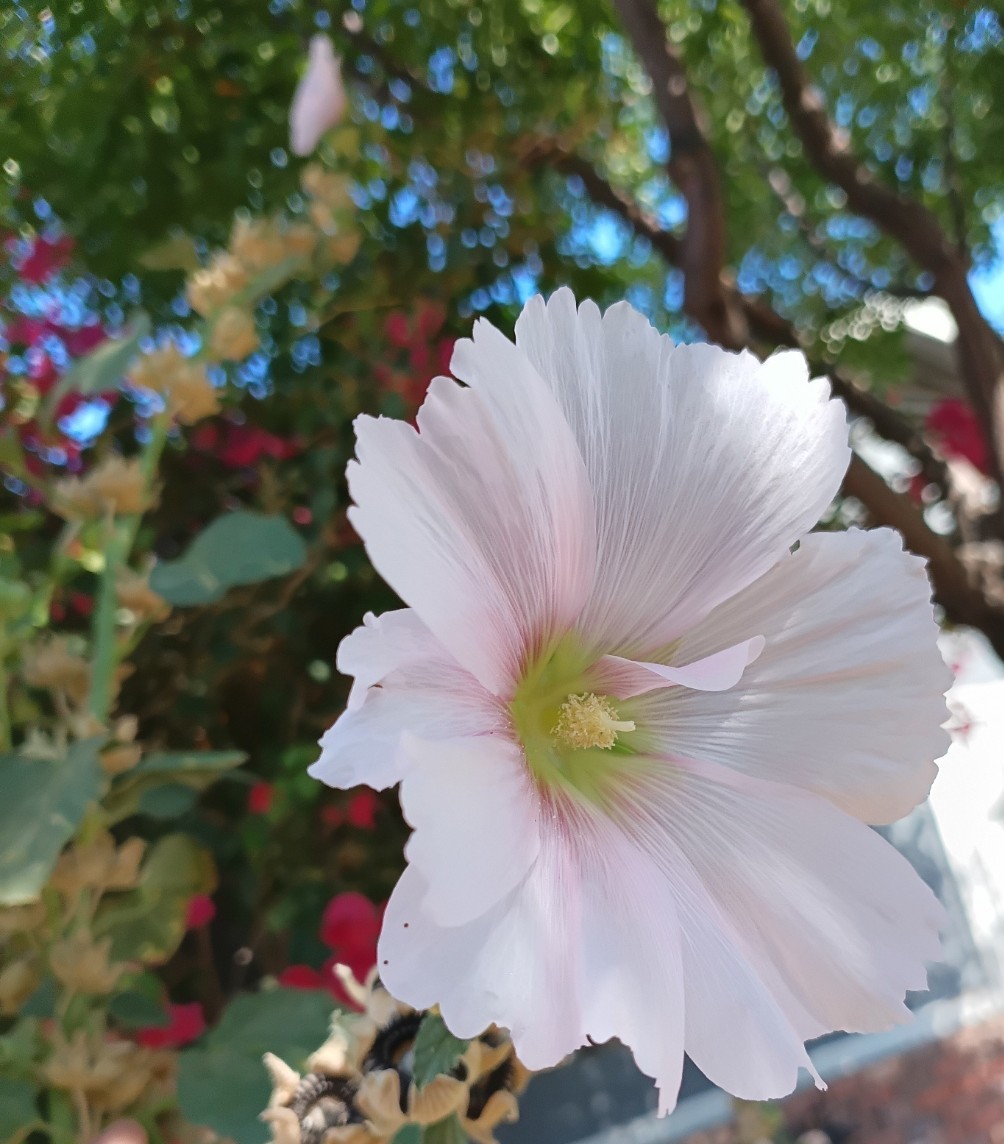 Light Pink Hollyhock – (100+) Seeds 1.5 g.