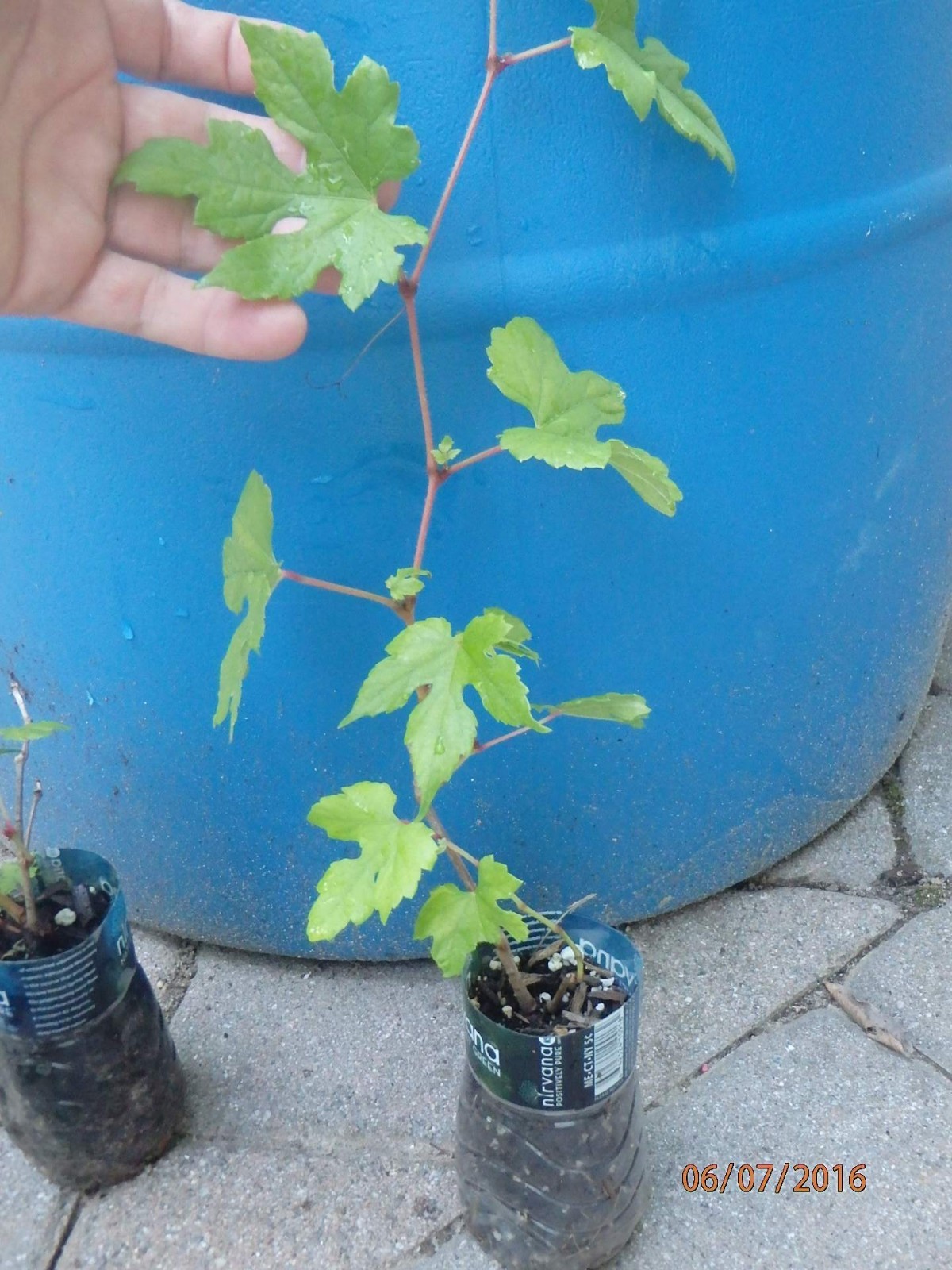Porcelaine grape vine live plant, Ampelopsis hardy liana blue rare berries 1y.o.