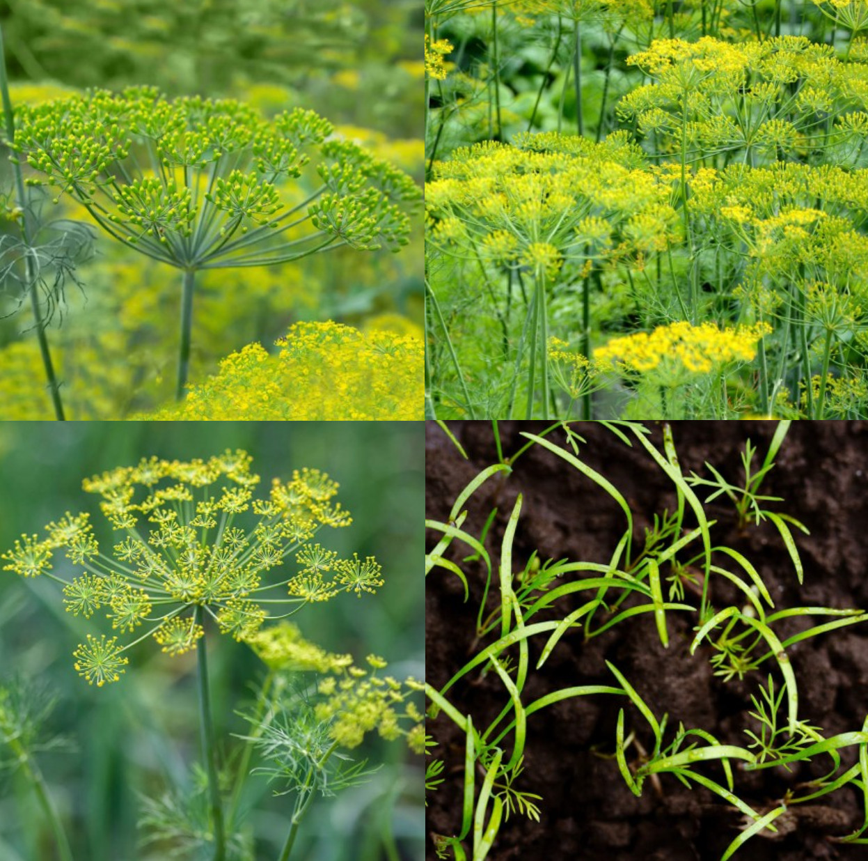 DILL Lovers Mix Dukat, Bouquet & Mammoth Butterfly Host Plant Non-GMO 500 Seeds