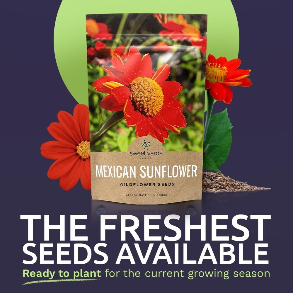 Bulk Quarter Pound Bag of Mexican Sunflower Seeds – 10,000+ Non-GMO Wildflowe…