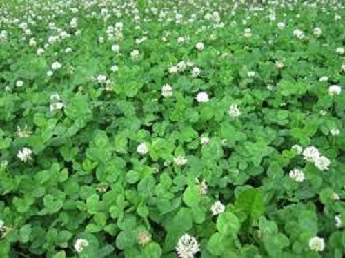 5 Lbs White LADINO CLOVER SEED For Deer Food Plot & Bees Goats Chickens Pasture