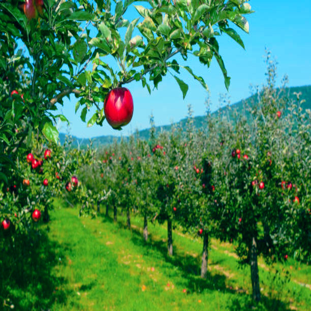 Paradise Apple Tree Seeds (Malus p.) “Red Delicious” Hardy-3 Garden Fruit Plant