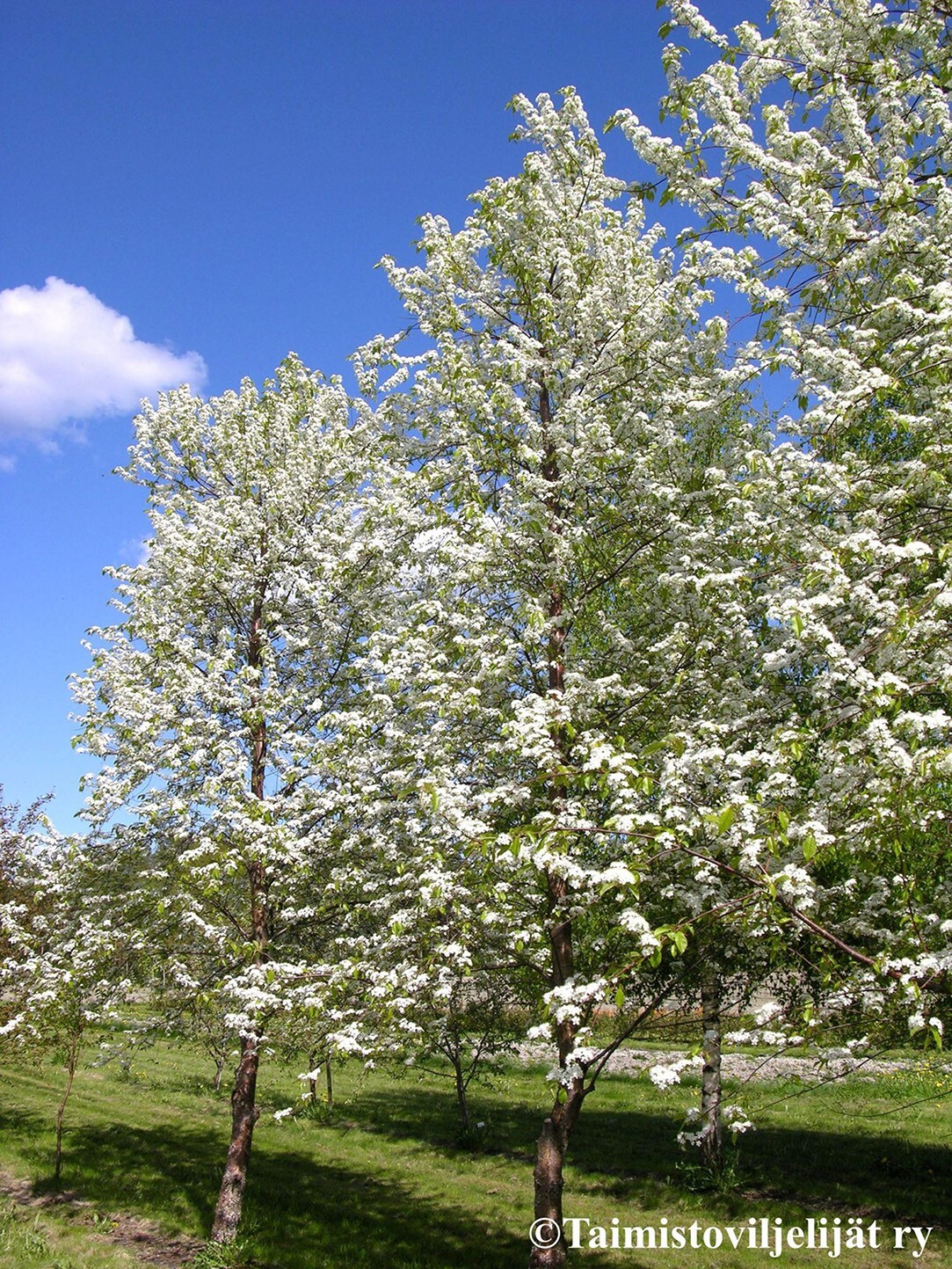 Fire Cherry Tree | Premium Seeds | Prunus pensylvanica ‘Summer’ | Plants’®