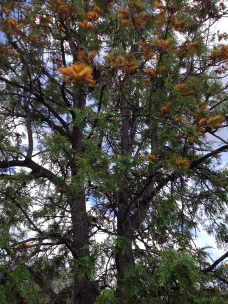 1-1000 PCS Silky oak Tree Seeds Grevillea Robusta Yellow Silkoak Flower 0178