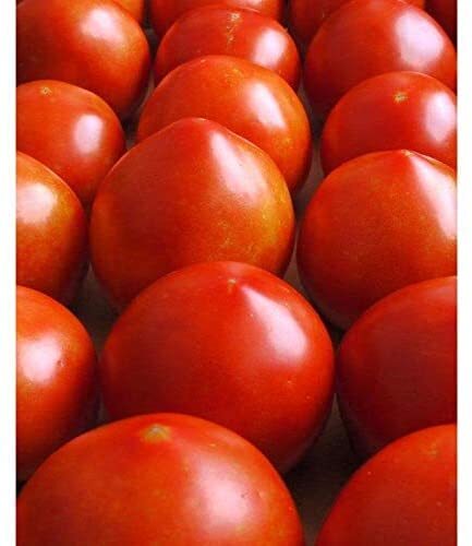 Emma’s Early Girl Tomato Seeds – 30+ Seeds, Harvest in 60 Days. Made in USA – St