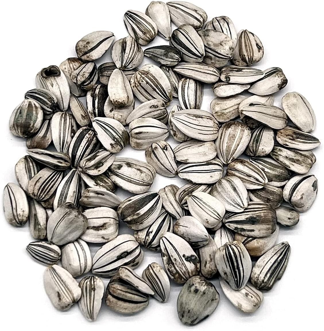 80 Count Mammoth Gray Stripe Sunflower Seeds – Grow 8ft Blooms This Spring