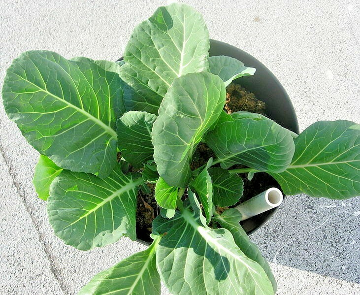 600+VATES COLLARD GREENS Seeds Heat Frost Tolerant Slow Bolt Garden Container