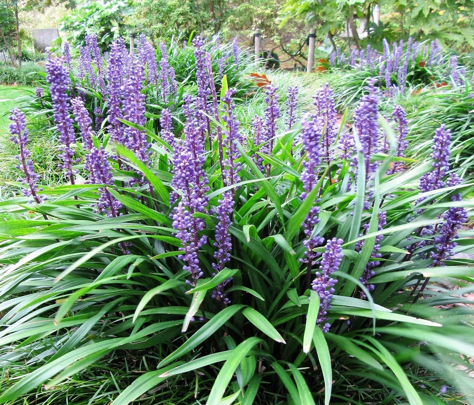 10 LILYTURF Flower Seeds Liriope Muscari Big Blue Lily Turf Clean Seed From 2024