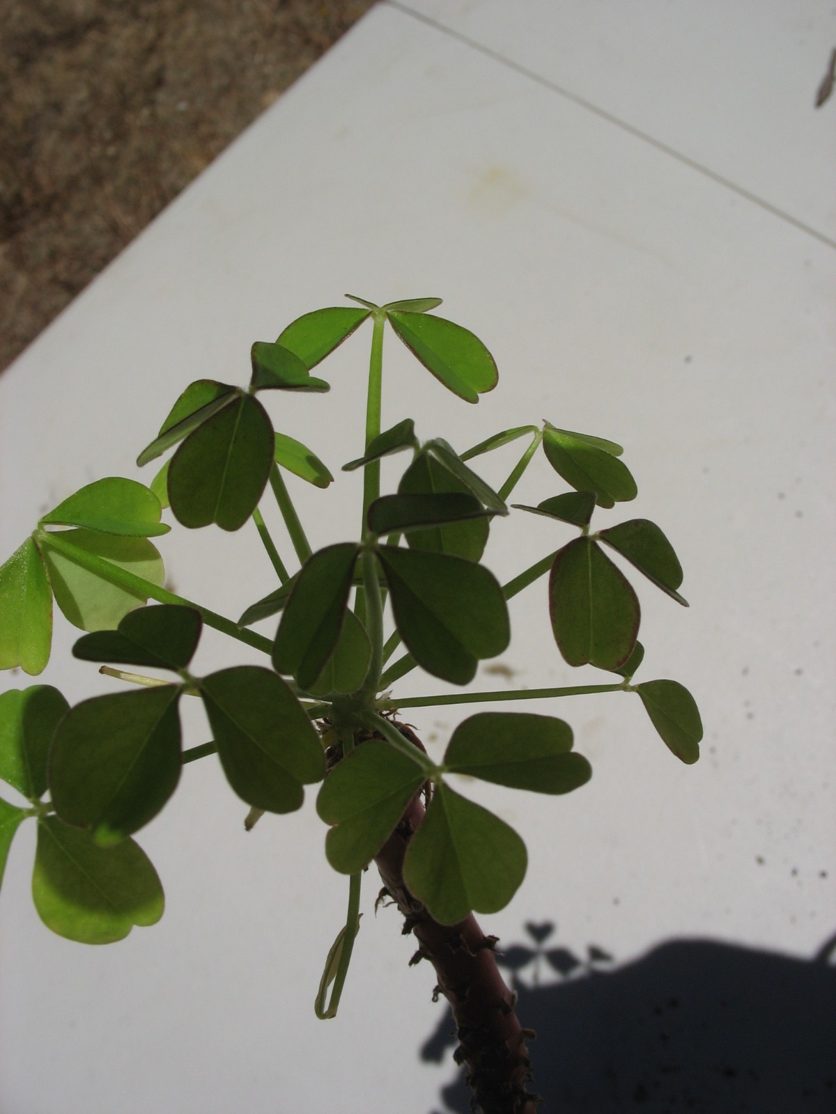 Oxalis Peduncularis ( Tree Oxalis)